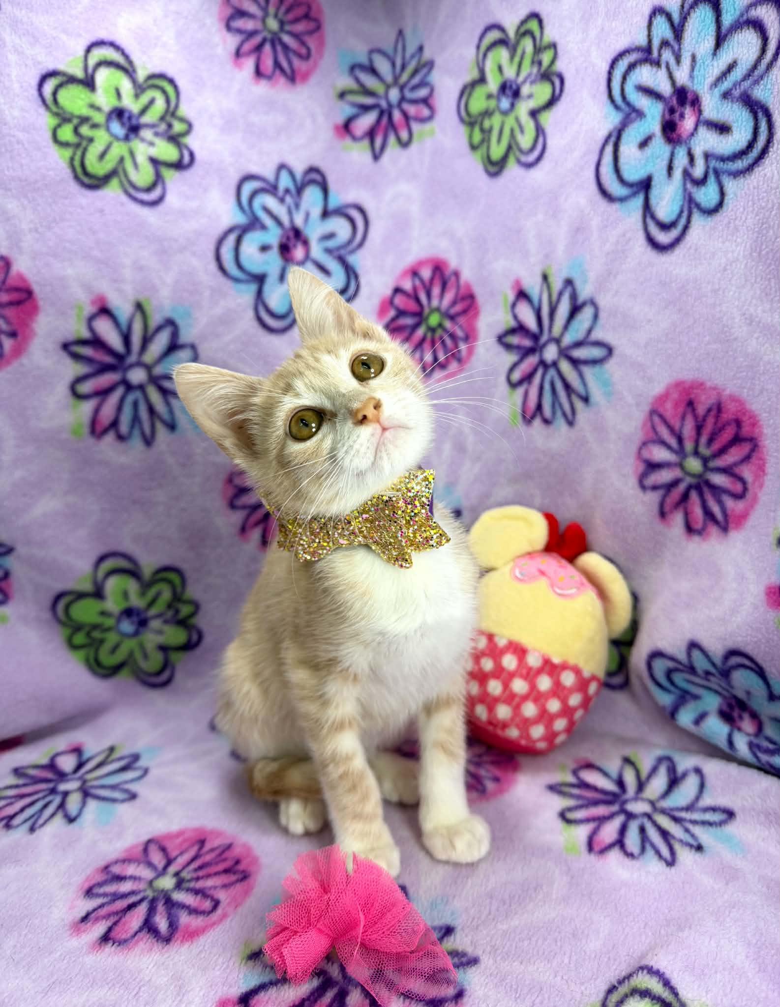 Lucy, ADOPTABLE, Kitten Female Tabby.