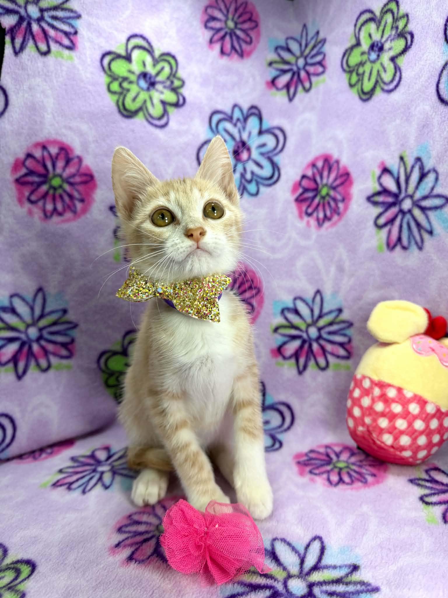 Enlarge Lucy, a ADOPTABLE Tabby in Tavares, FL image 2/3