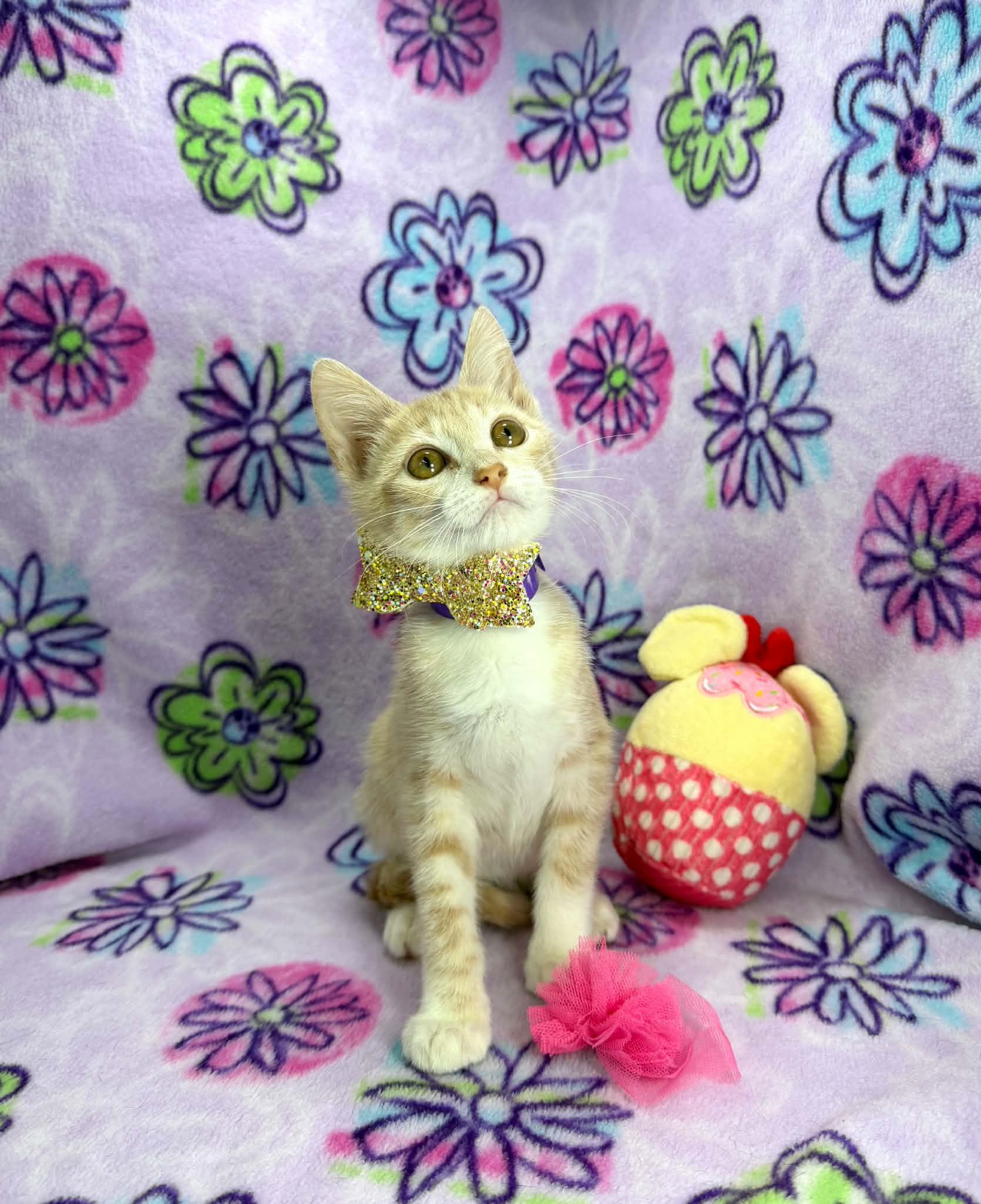 Enlarge Lucy, a ADOPTABLE Tabby in Tavares, FL image 3/3