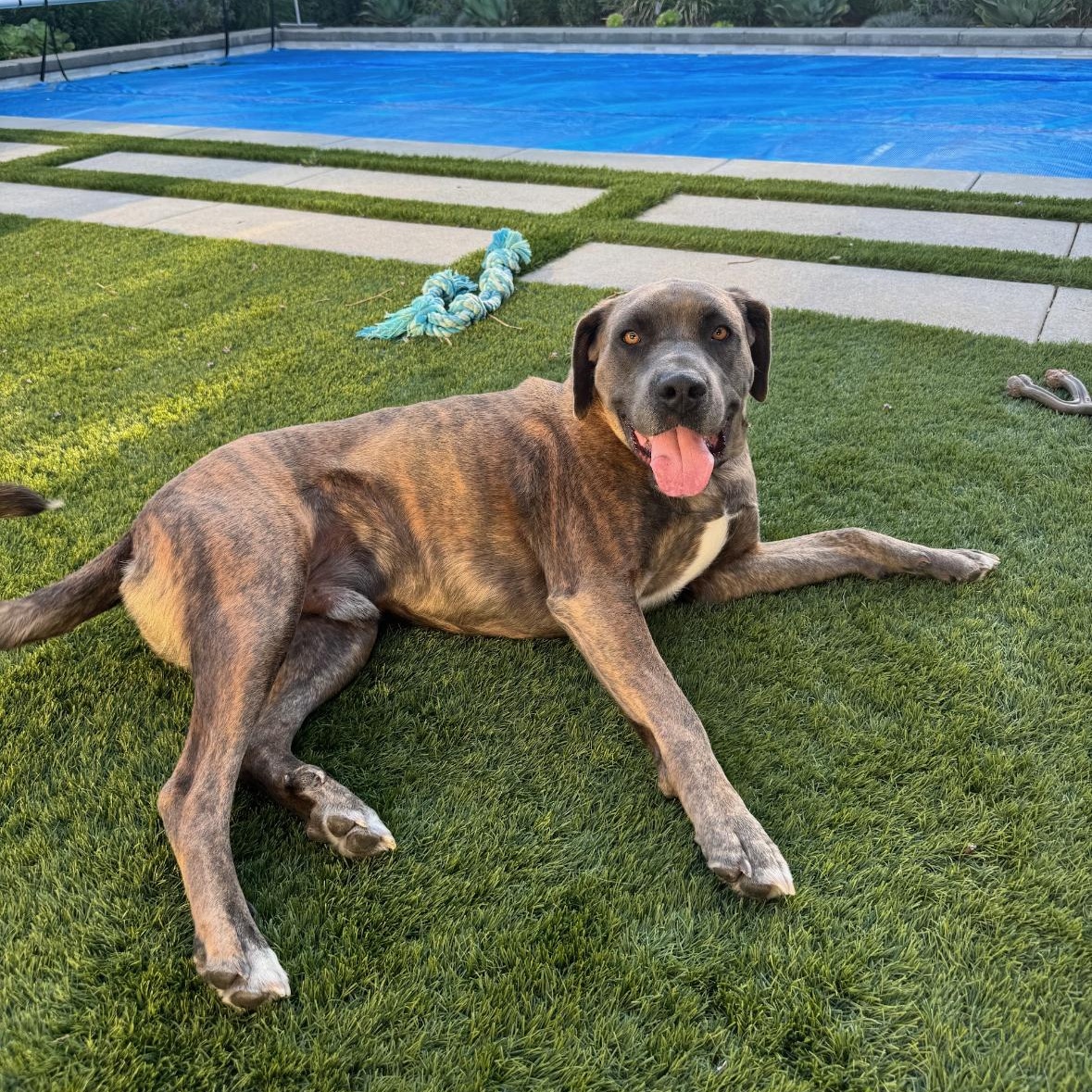 Enlarge Zak, a ADOPTABLE mixed breed in Sun Valley, CA image 3/3