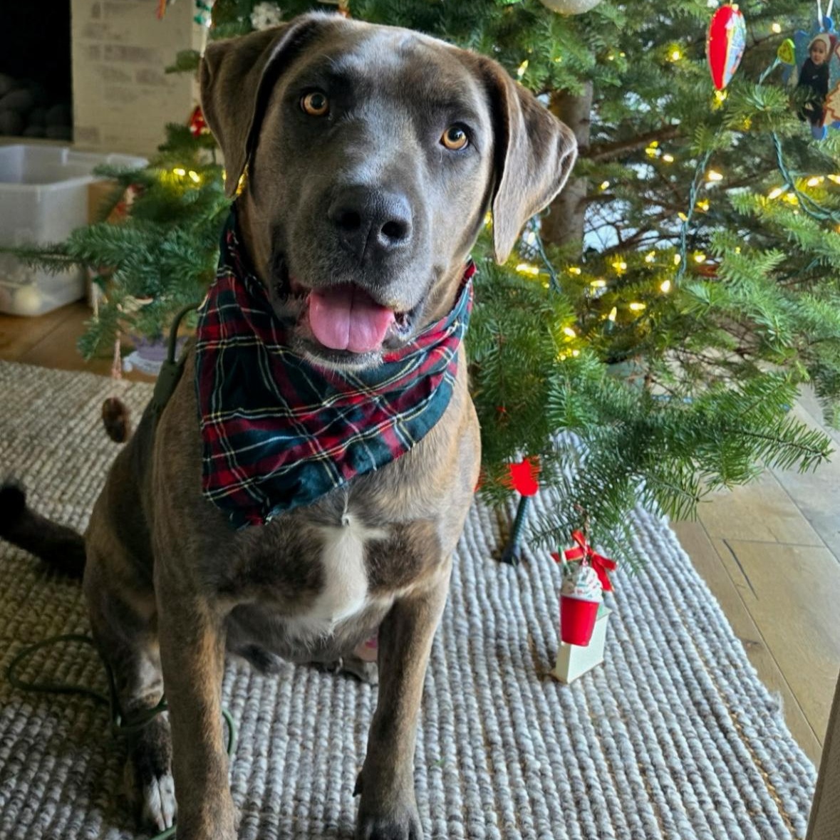 Zak, ADOPTABLE, Young Male Doberman Pinscher & Neapolitan Mastiff.