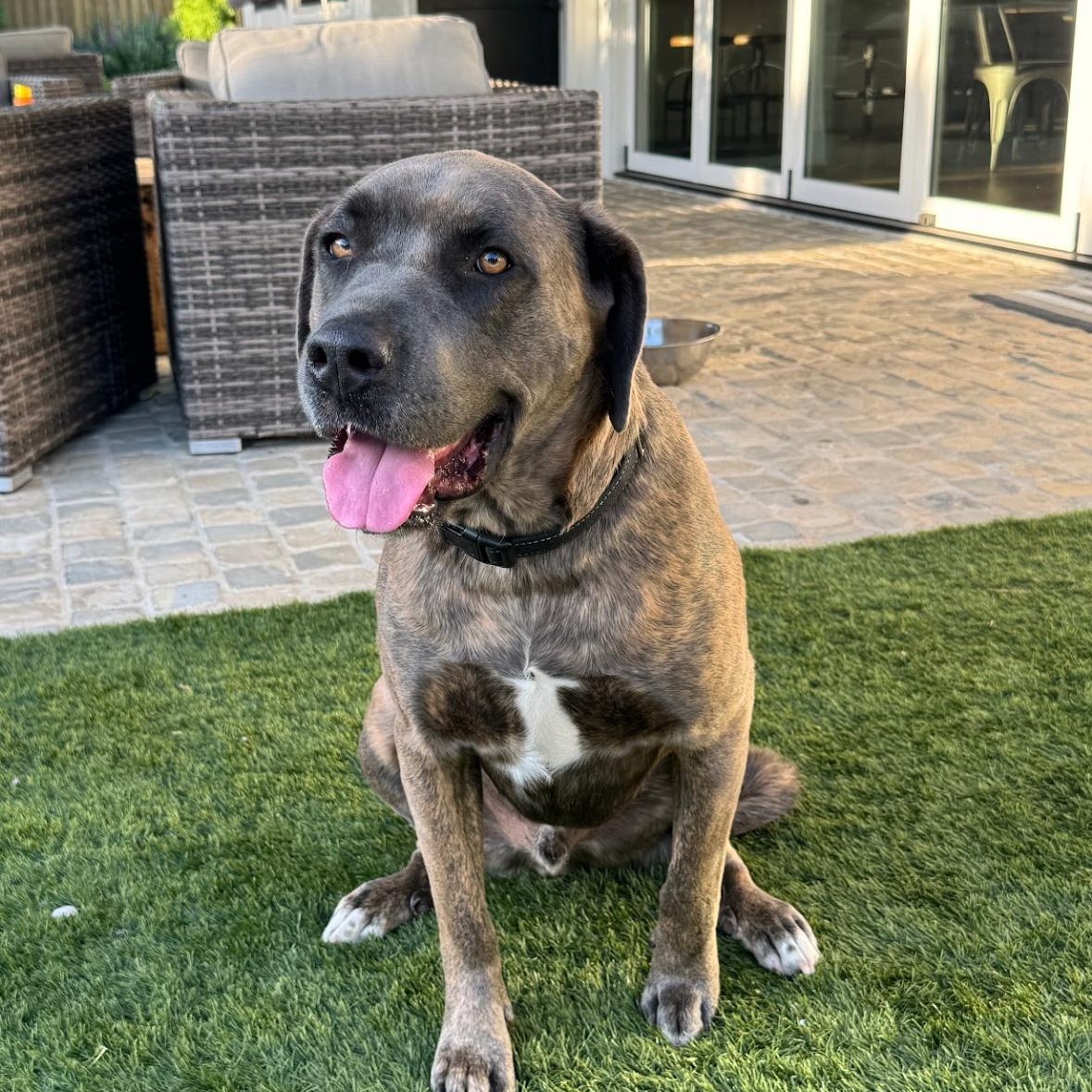 Enlarge Zak, a ADOPTABLE mixed breed in Sun Valley, CA image 2/3