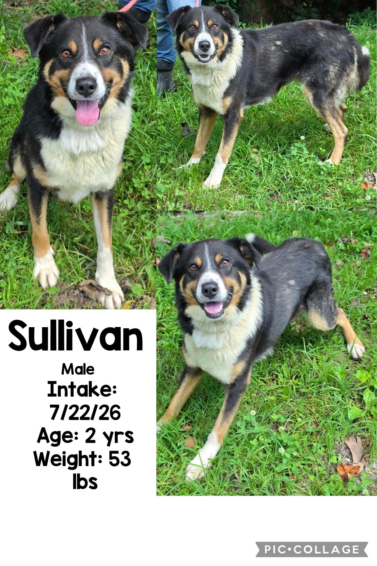Sullivan, Adoptable, Adult Male Australian Shepherd.