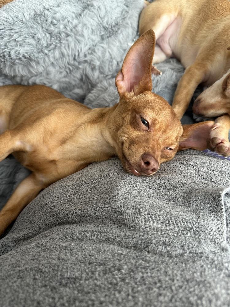 Rutabaga (Kristina 6), Adoptable, Puppy Female Chihuahua.