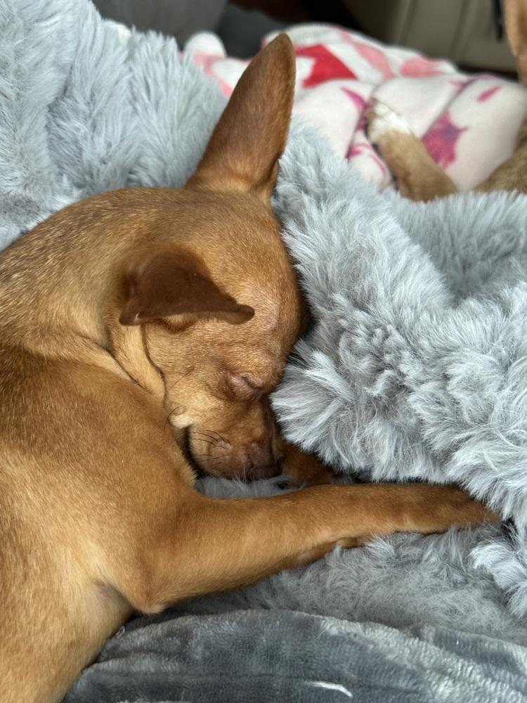 Enlarge Rutabaga (Kristina 6), a Adoptable mixed breed in Plymouth, MI image 2/5