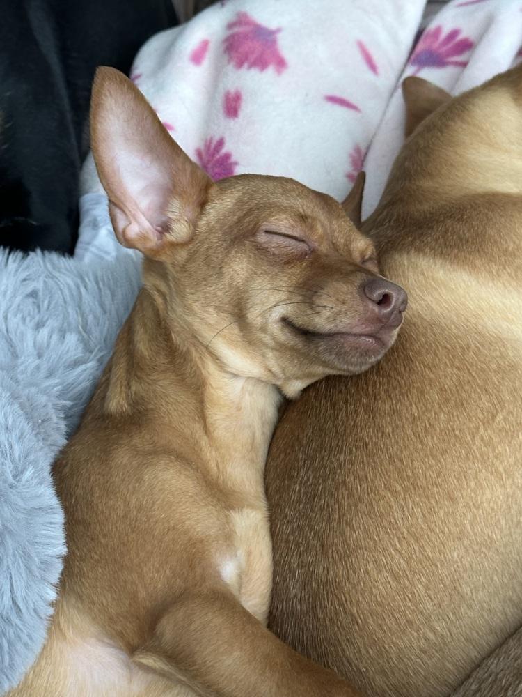 Enlarge Rutabaga (Kristina 6), a Adoptable mixed breed in Plymouth, MI image 3/5