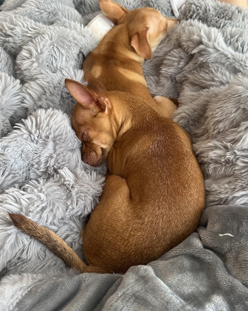 Enlarge Rutabaga (Kristina 6), a Adoptable mixed breed in Plymouth, MI image 4/5