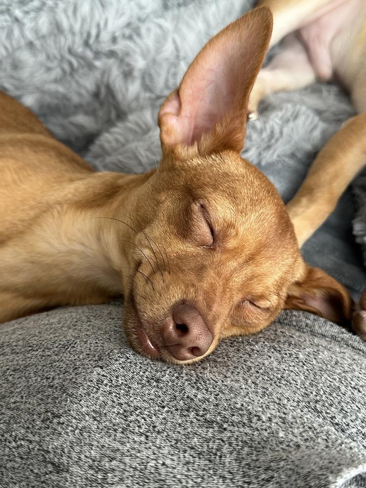 Enlarge Rutabaga (Kristina 6), a Adoptable mixed breed in Plymouth, MI image 5/5