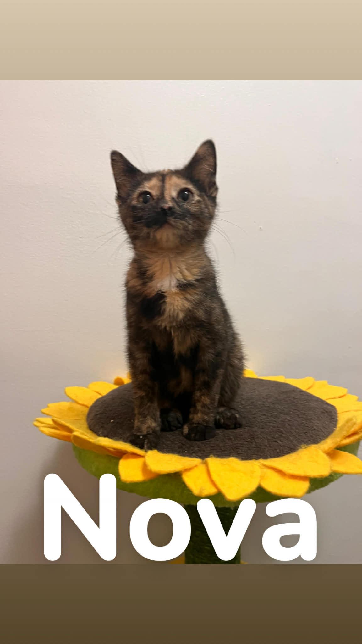 Enlarge Nova, a Adopted Domestic Short Hair in Clymer, PA image 1/1