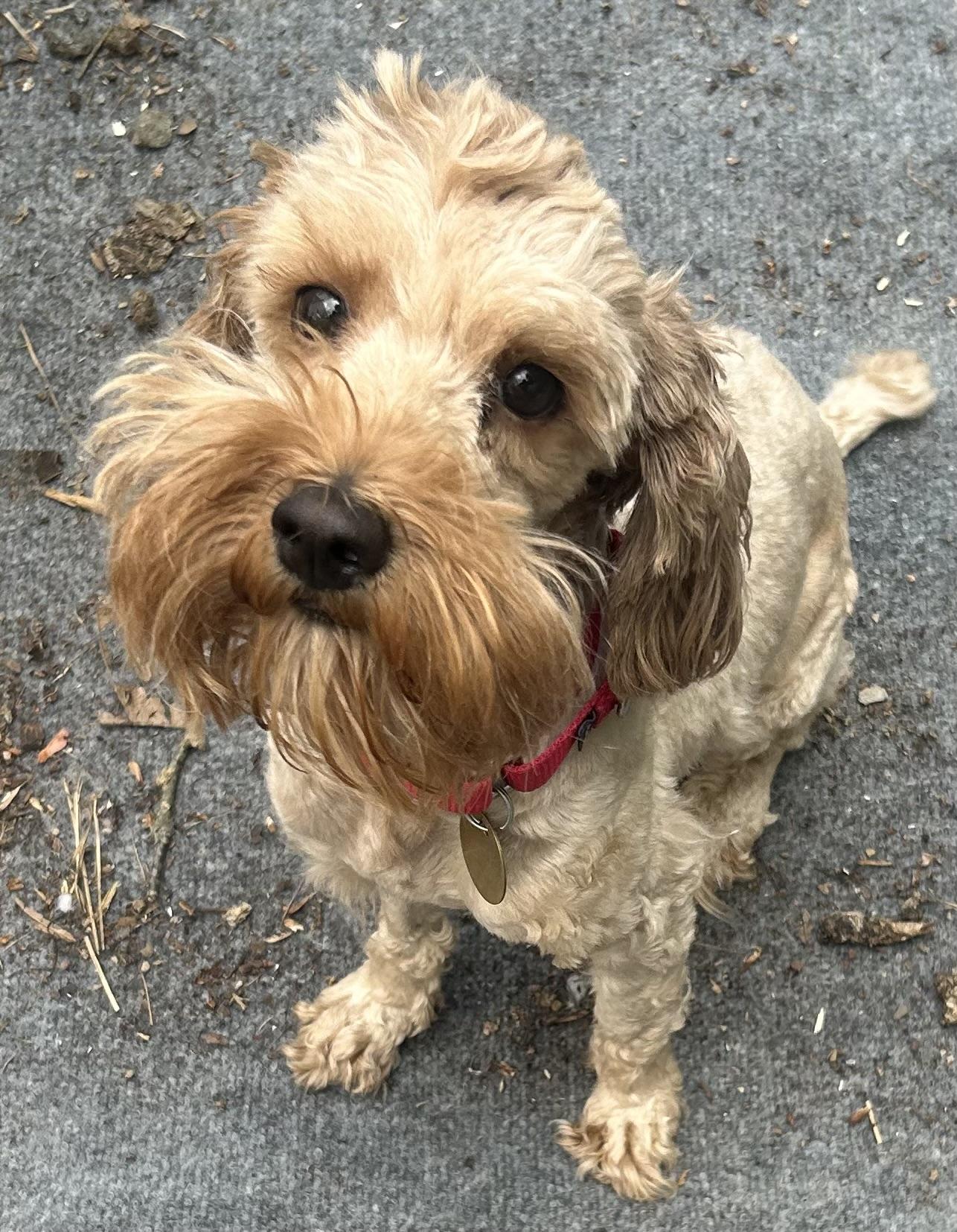 Angie, a ADOPTABLE mixed breed in Oak Ridge, NJ image 3/6