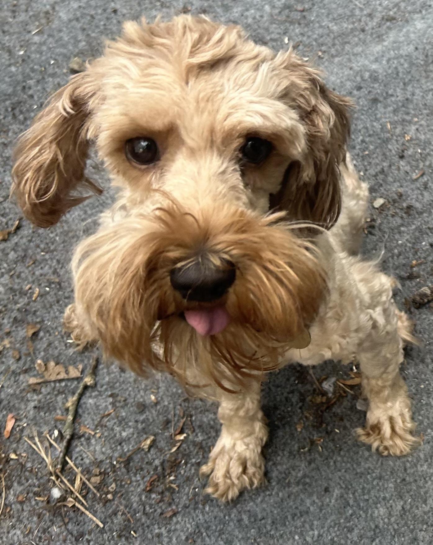 Angie, ADOPTABLE, Young Female Cockapoo & Miniature Poodle.