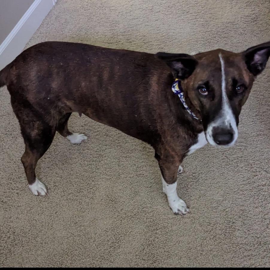 Enlarge Lola, a Adoptable mixed breed in League City, TX image 1/5