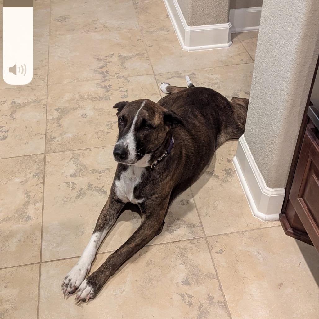 Enlarge Lola, a Adoptable mixed breed in League City, TX image 2/5