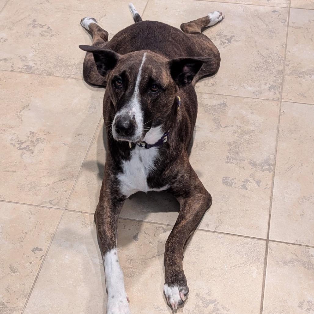 Enlarge Lola, a Adoptable mixed breed in League City, TX image 3/5