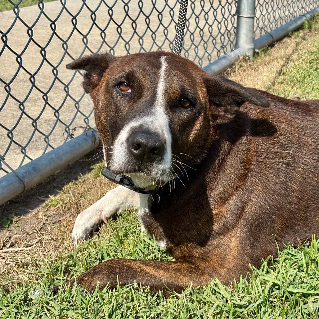 Enlarge Lola, a Adoptable mixed breed in League City, TX image 4/5