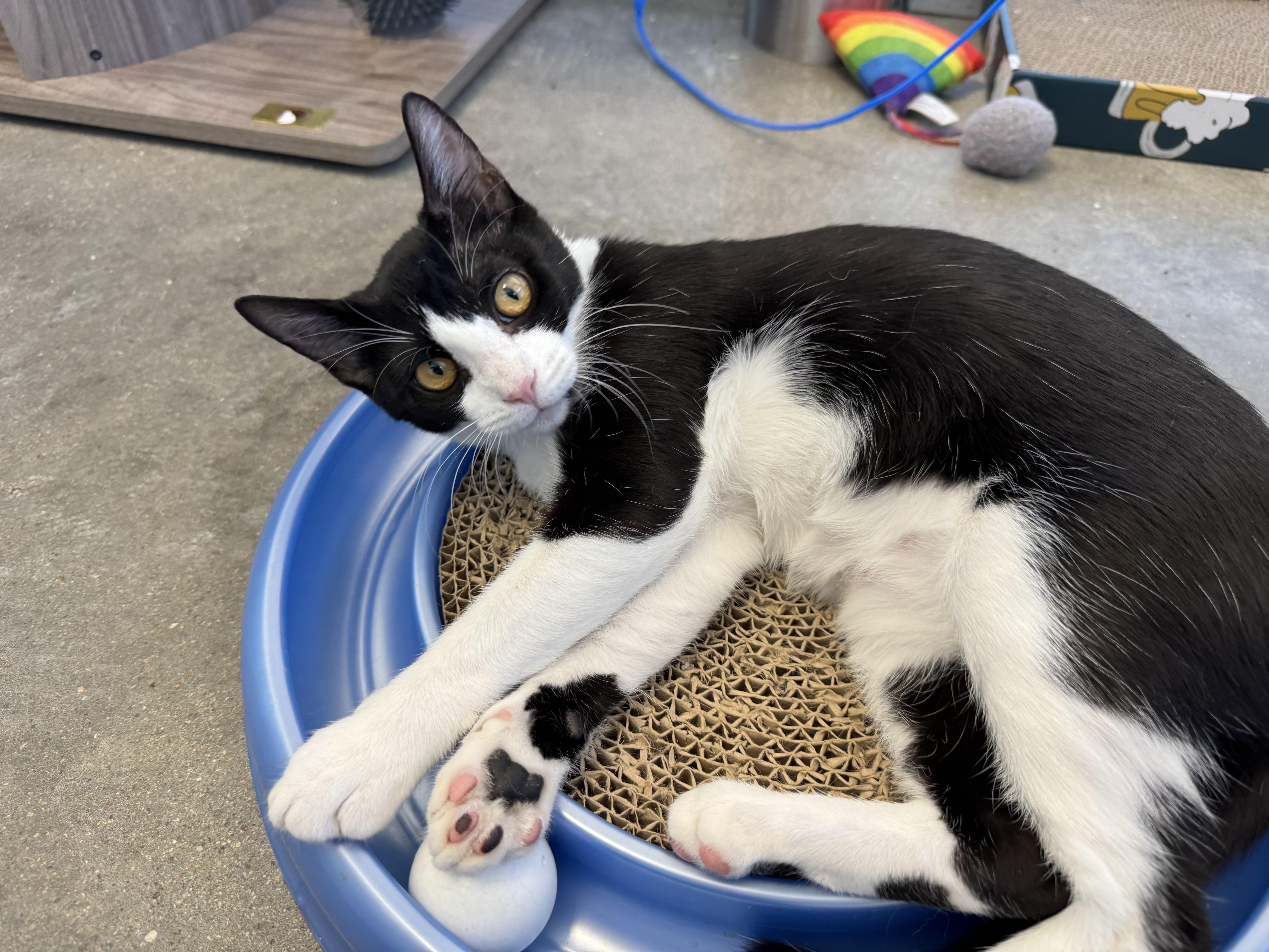 Firefly- the perfect girl, a Adoptable American Shorthair in Austin, TX image 2/6