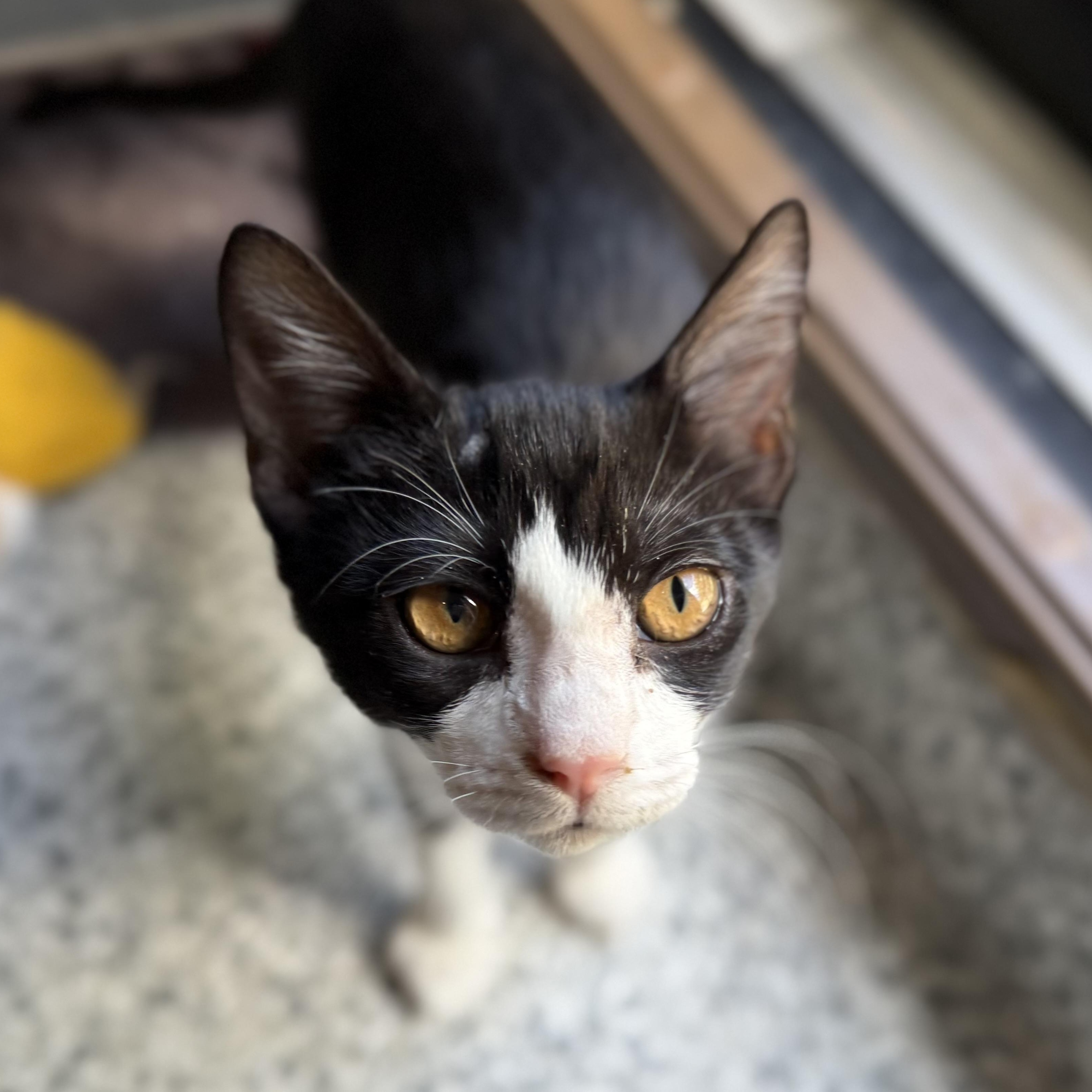 Firefly- the perfect girl, a Adoptable American Shorthair in Austin, TX image 6/6