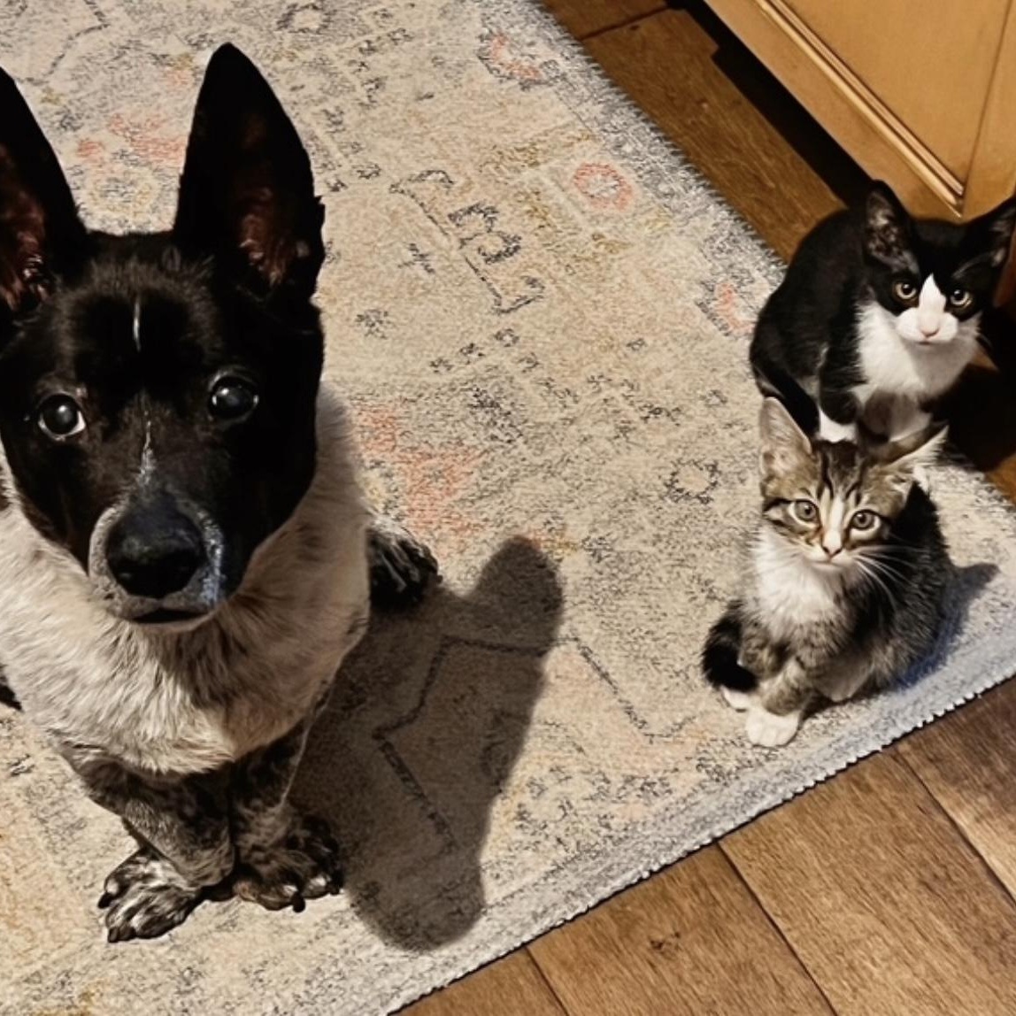 Firefly- the perfect girl, a Adoptable American Shorthair in Austin, TX image 3/6