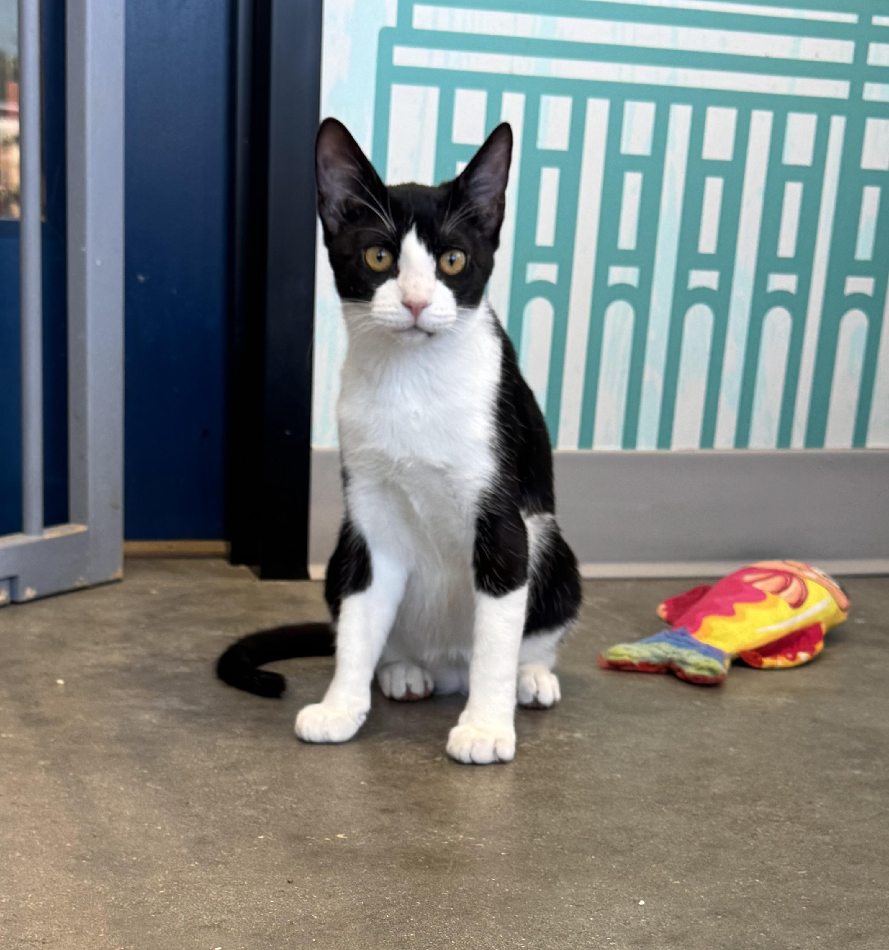 Firefly- the perfect girl, Adoptable, Young Female American Shorthair.