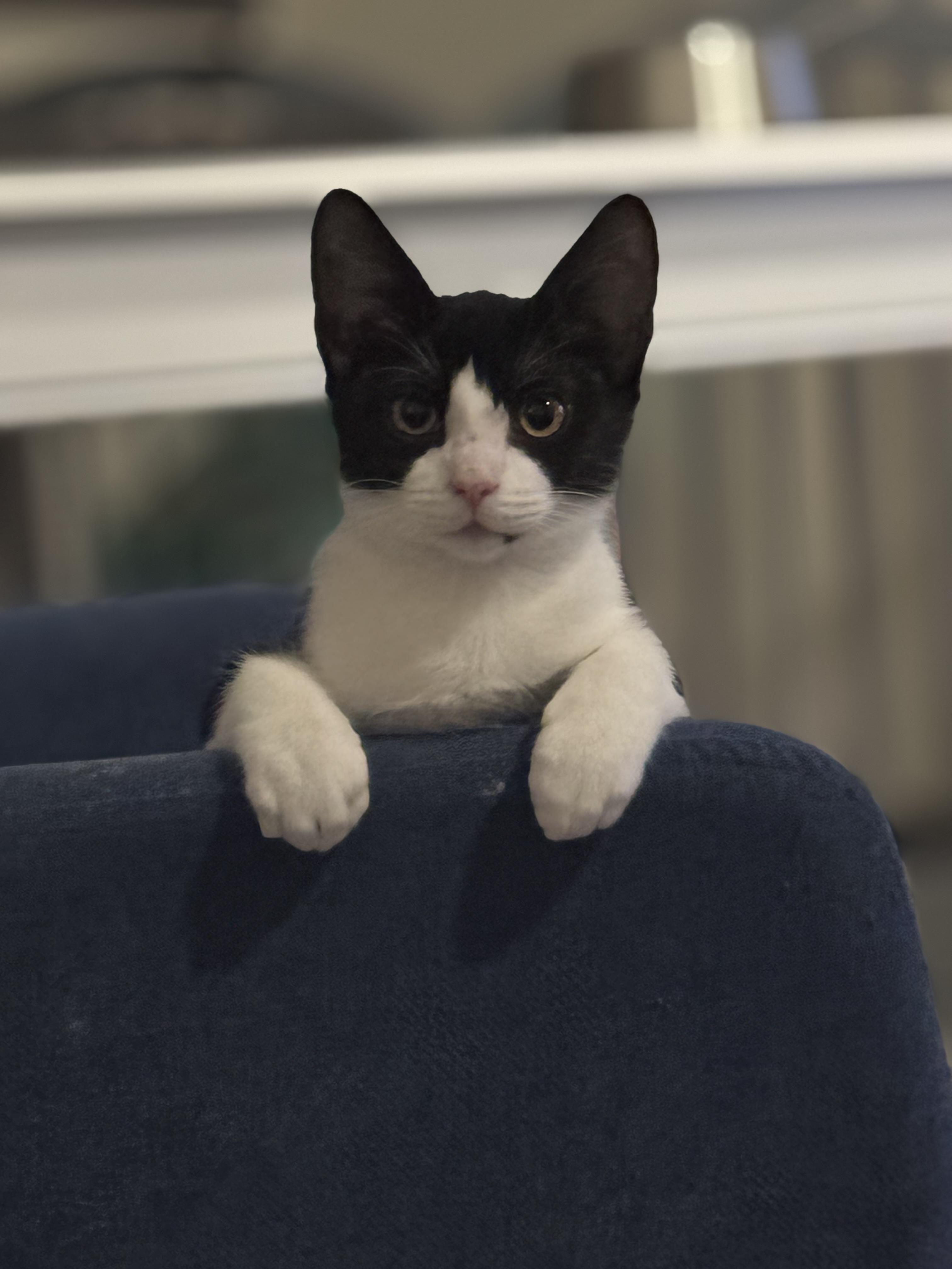 Firefly- the perfect girl, a Adoptable American Shorthair in Austin, TX image 5/6