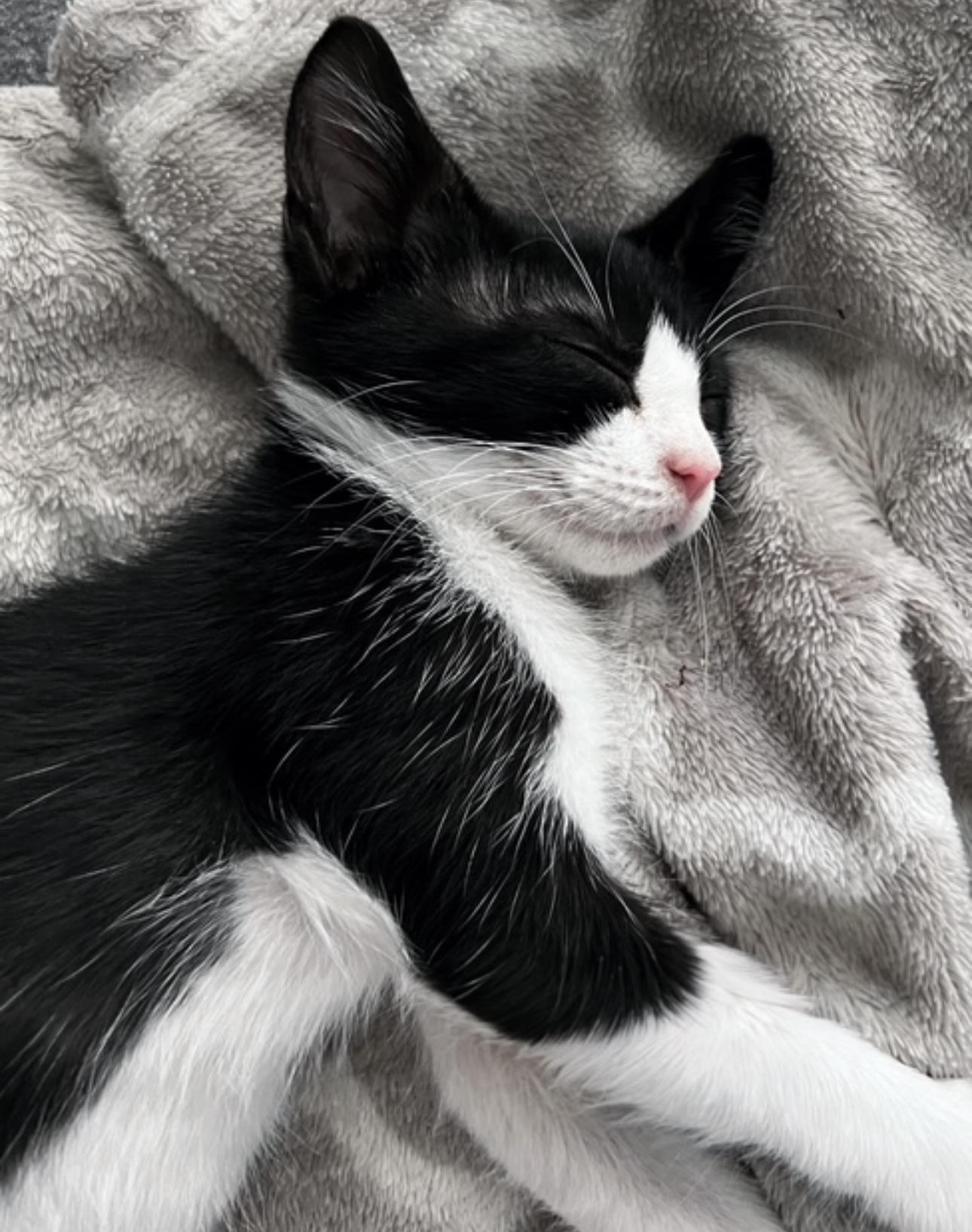 Firefly- the perfect girl, a Adoptable American Shorthair in Austin, TX image 4/6