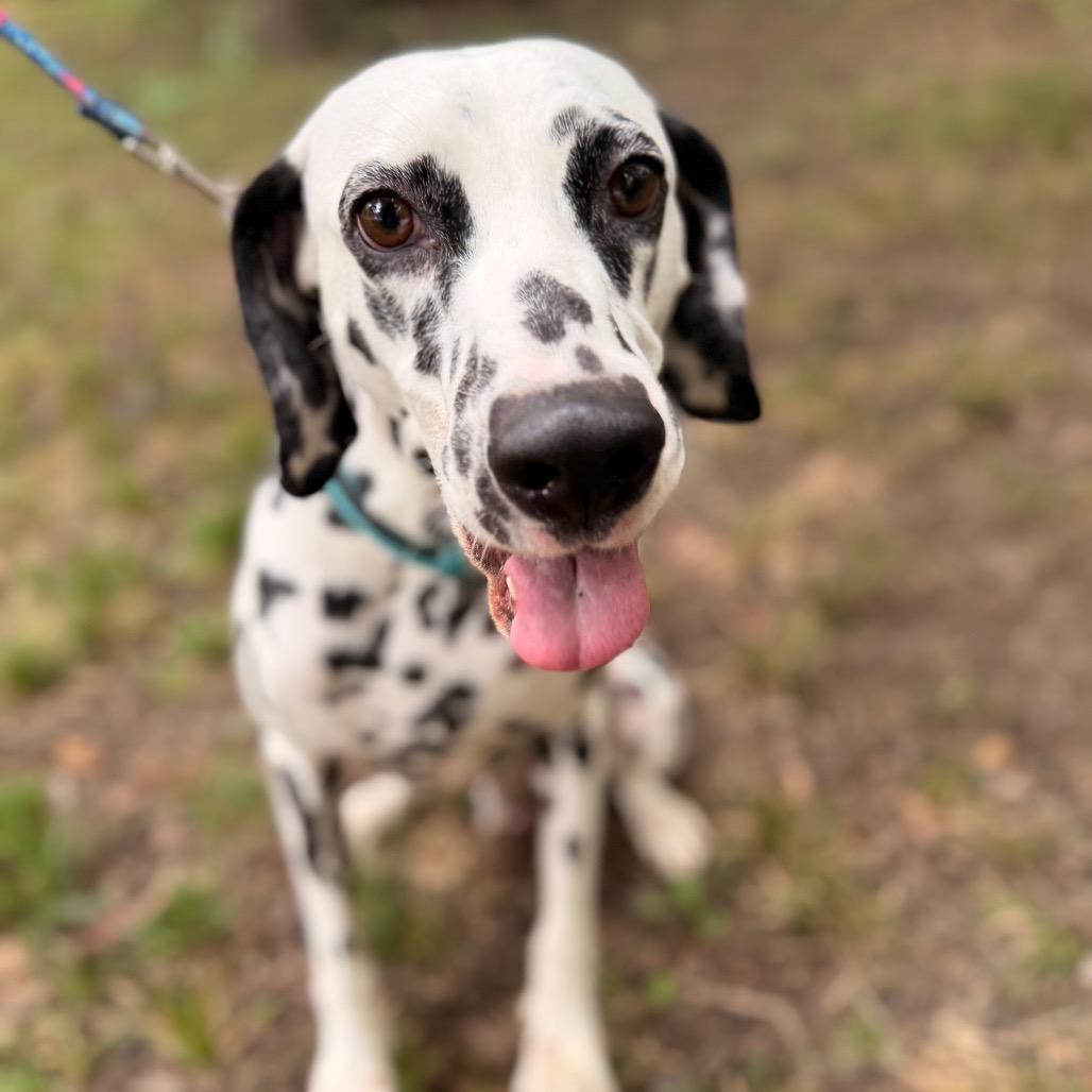 Enlarge Marshall, a Adoptable Dalmatian in Lee's Summit, MO image 1/1