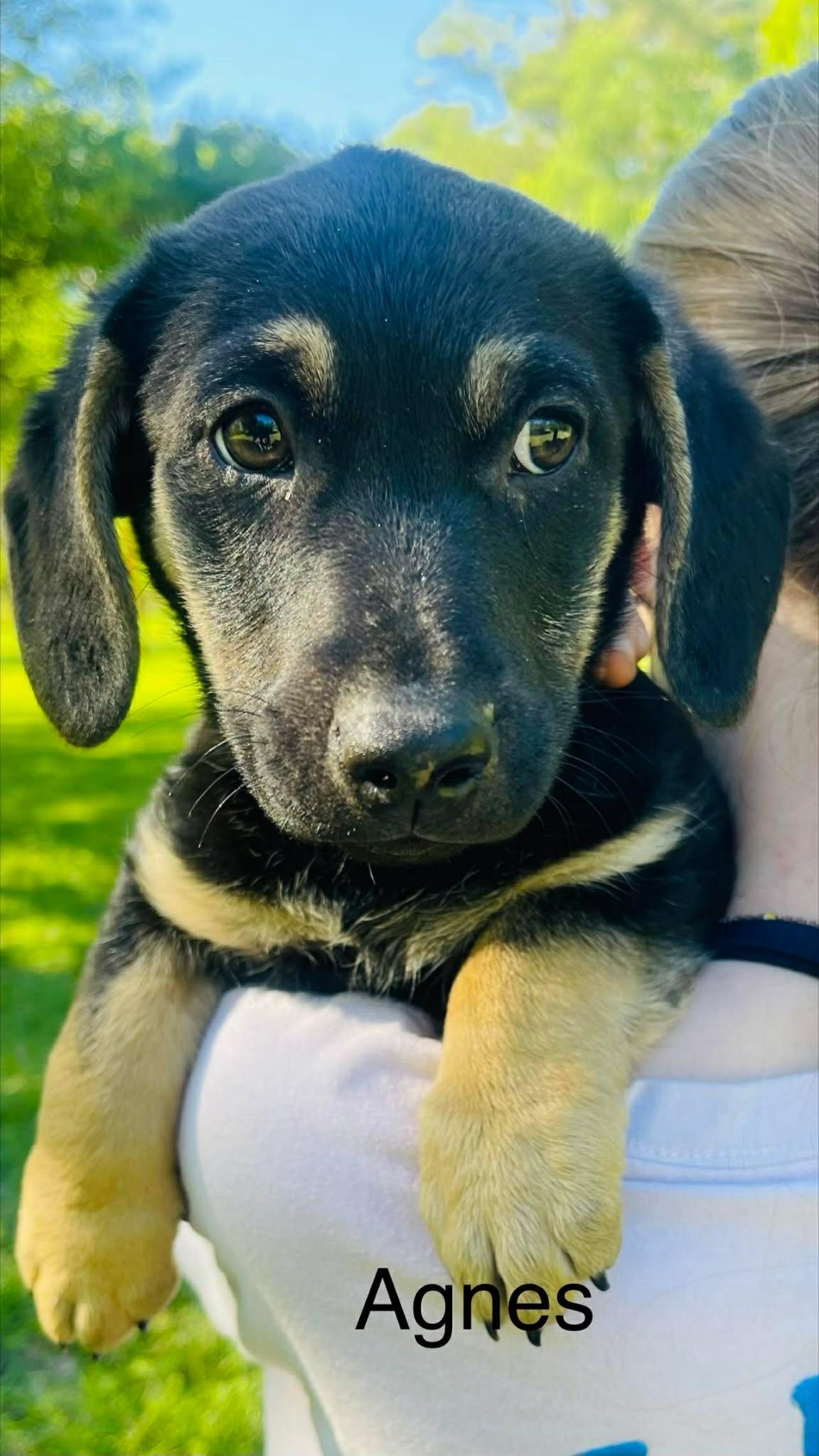 Enlarge Agnes , a Adoptable mixed breed in Blairstown, NJ image 4/6