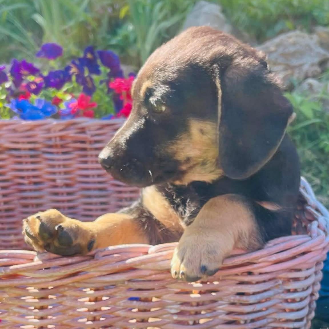 Enlarge Agnes , a Adoptable mixed breed in Blairstown, NJ image 3/6