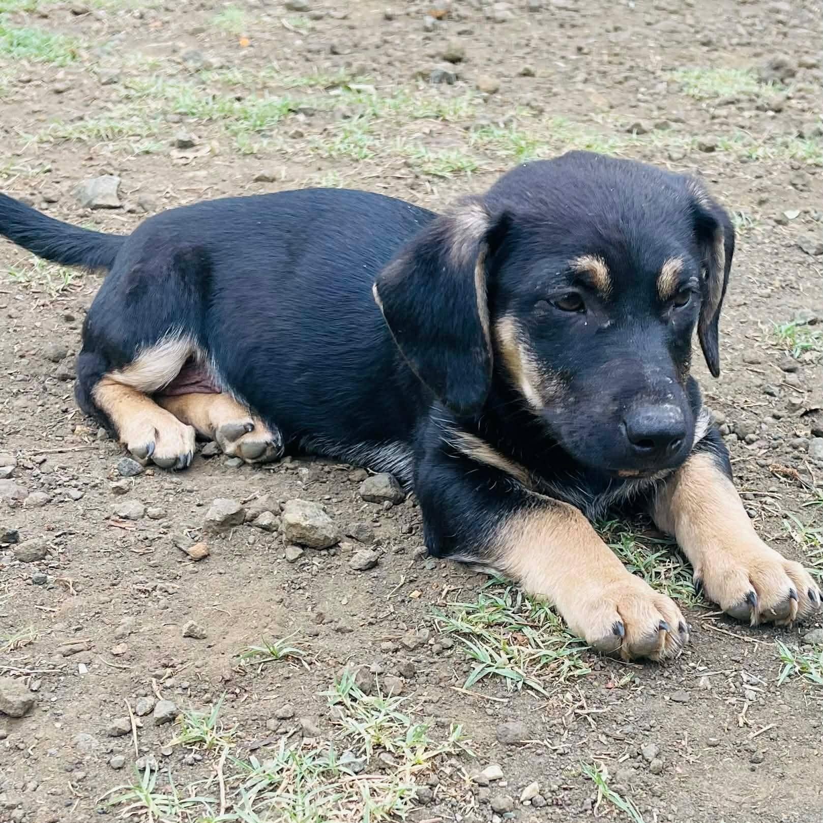 Enlarge Agnes , a Adoptable mixed breed in Blairstown, NJ image 1/6