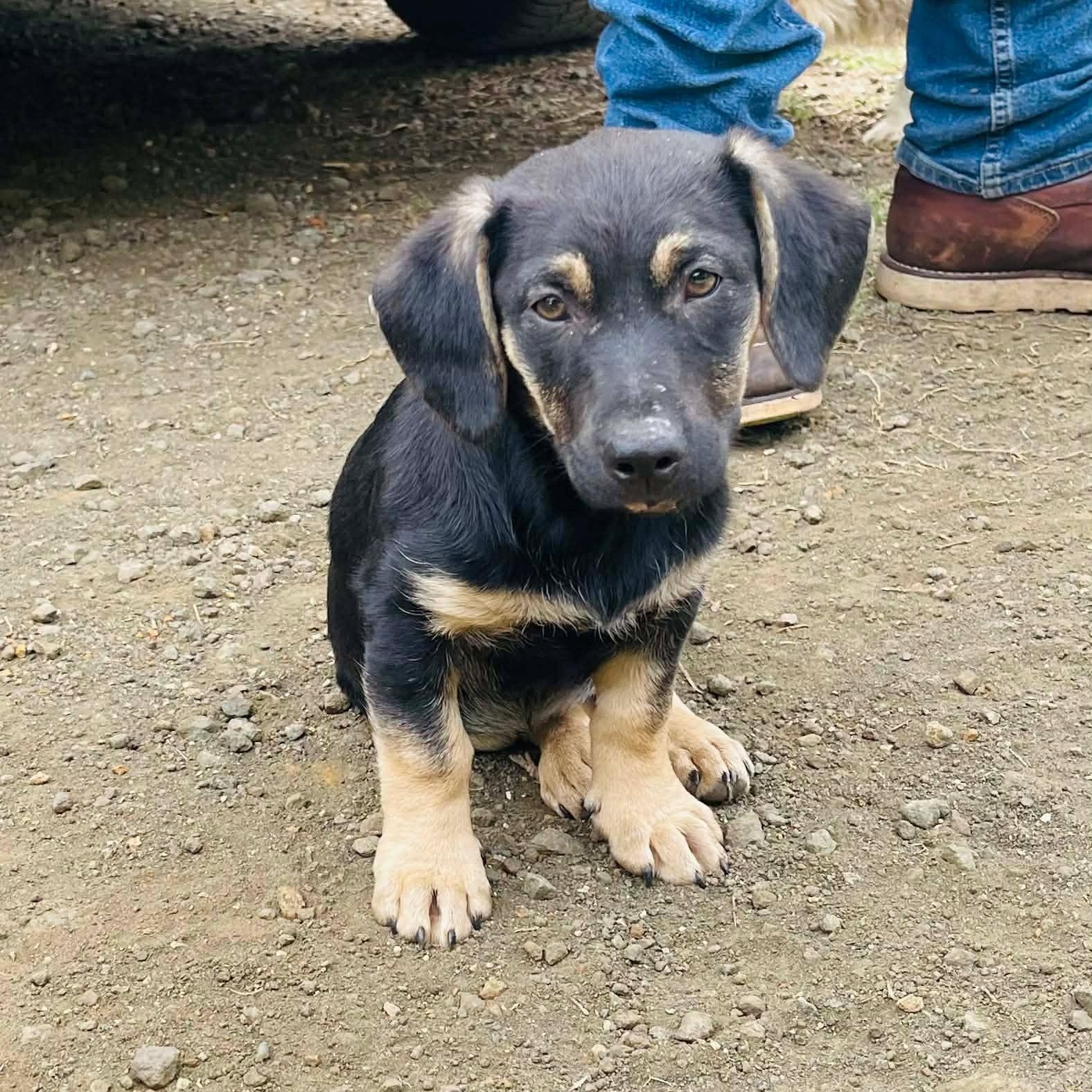 Enlarge Agnes , a Adoptable mixed breed in Blairstown, NJ image 2/6