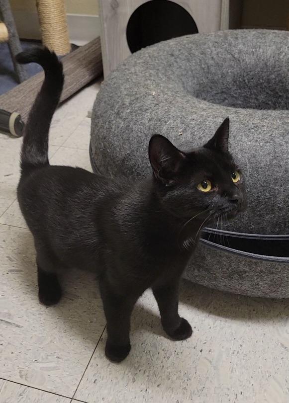 DONNA, Adoptable, Young Female Domestic Short Hair.