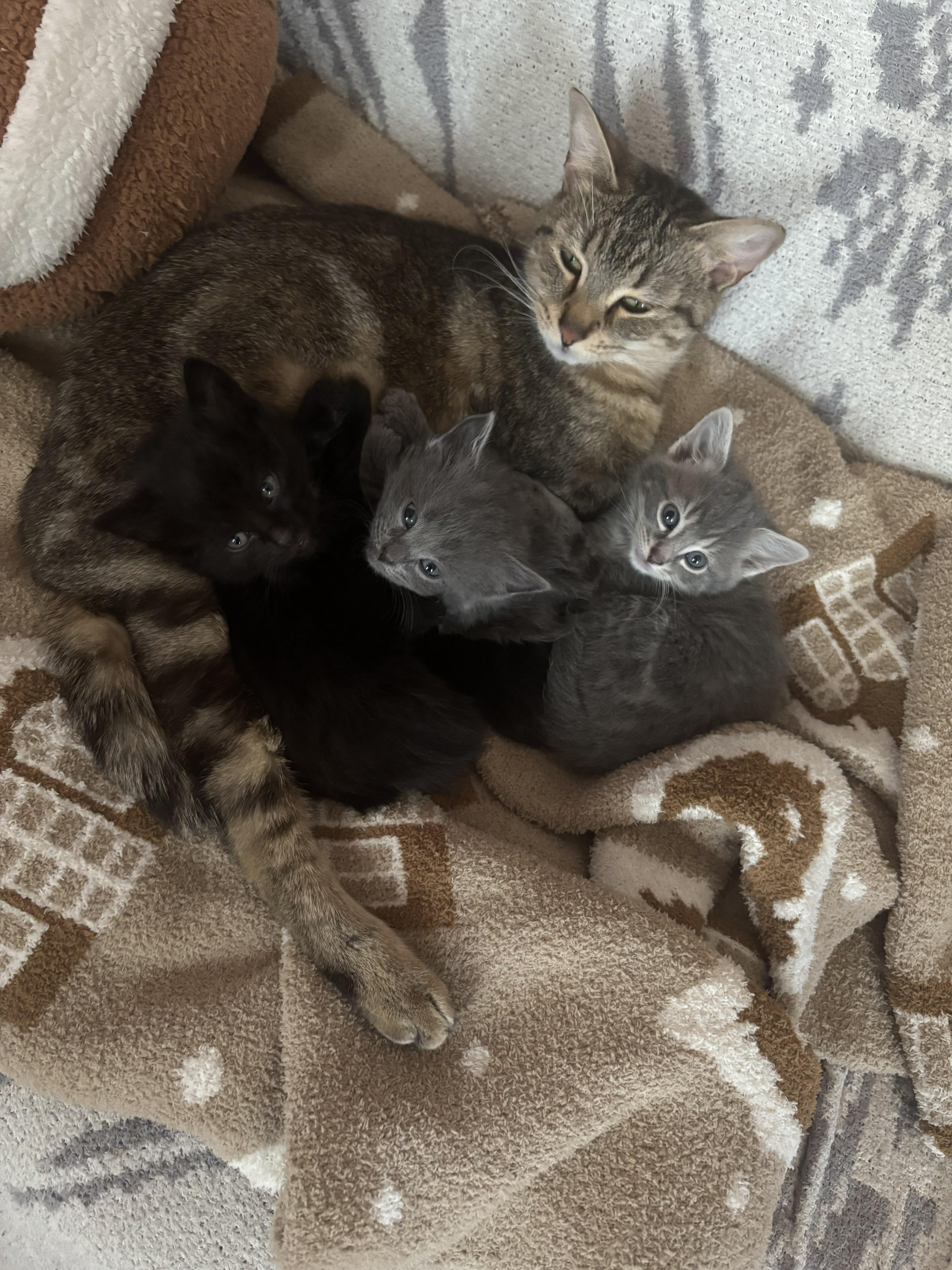 mix and match, ADOPTABLE, Kitten Male Domestic Short Hair.