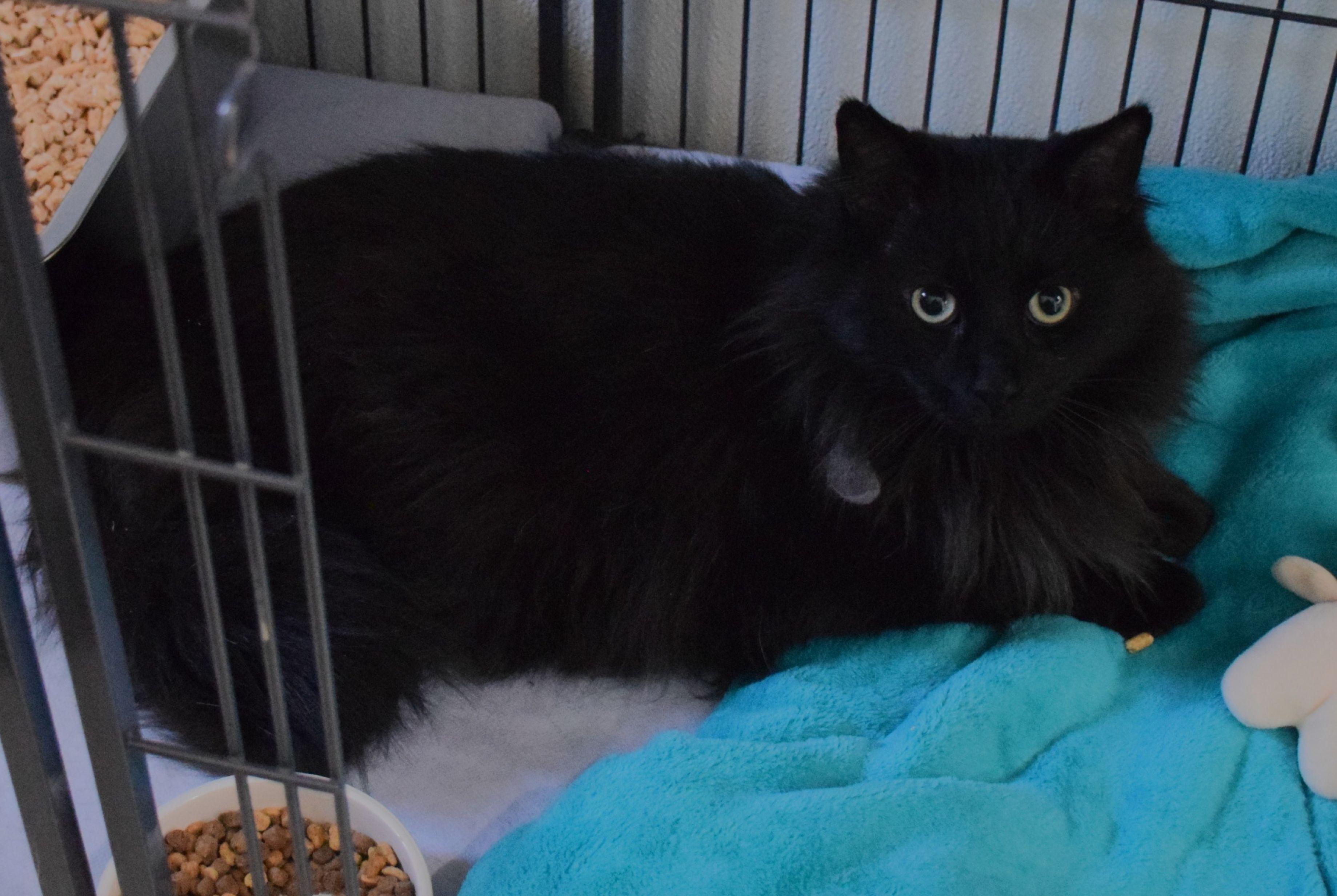 Fergus, ADOPTABLE, Adult Male Domestic Long Hair.