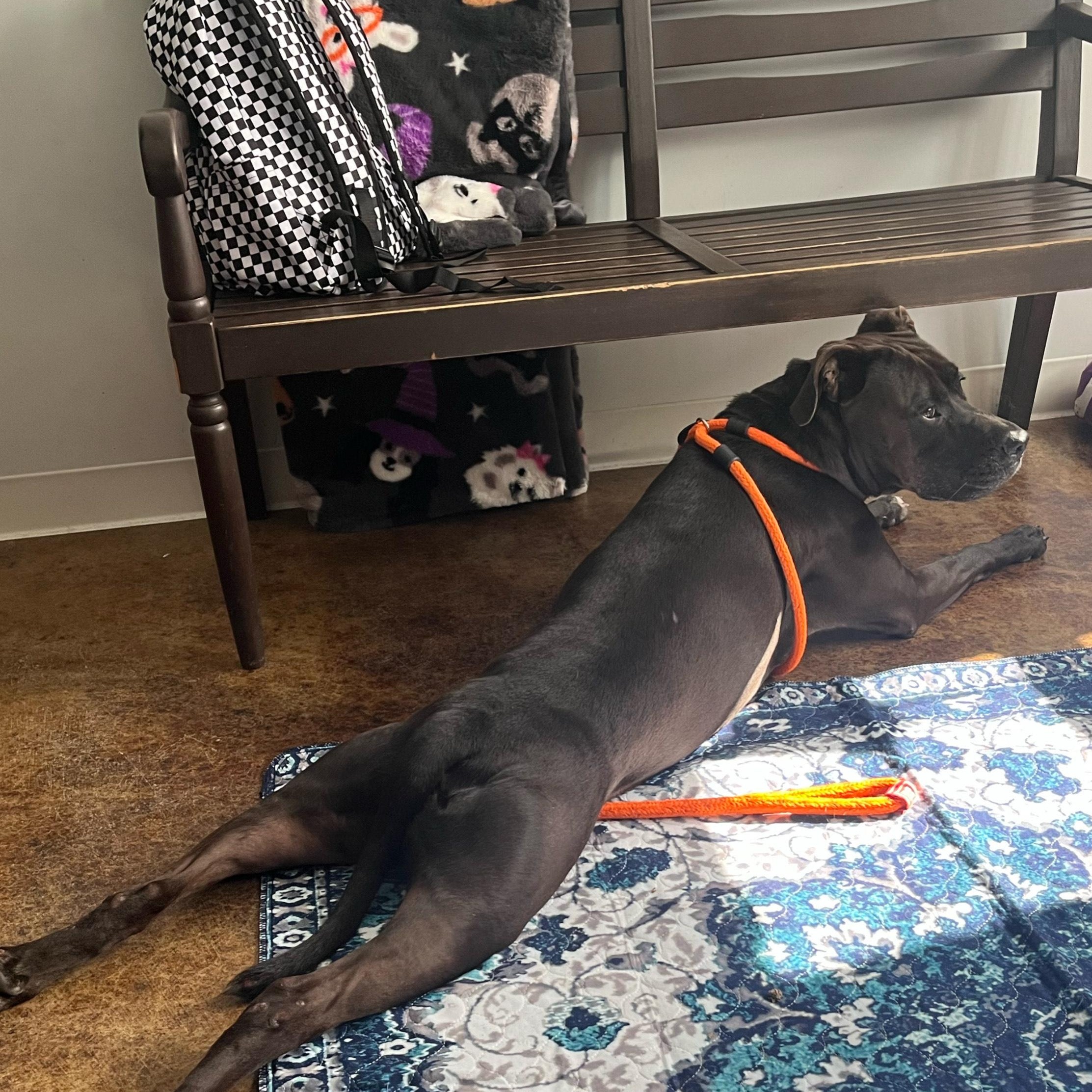 Hank, a Adoptable mixed breed in House Springs, MO image 4/5
