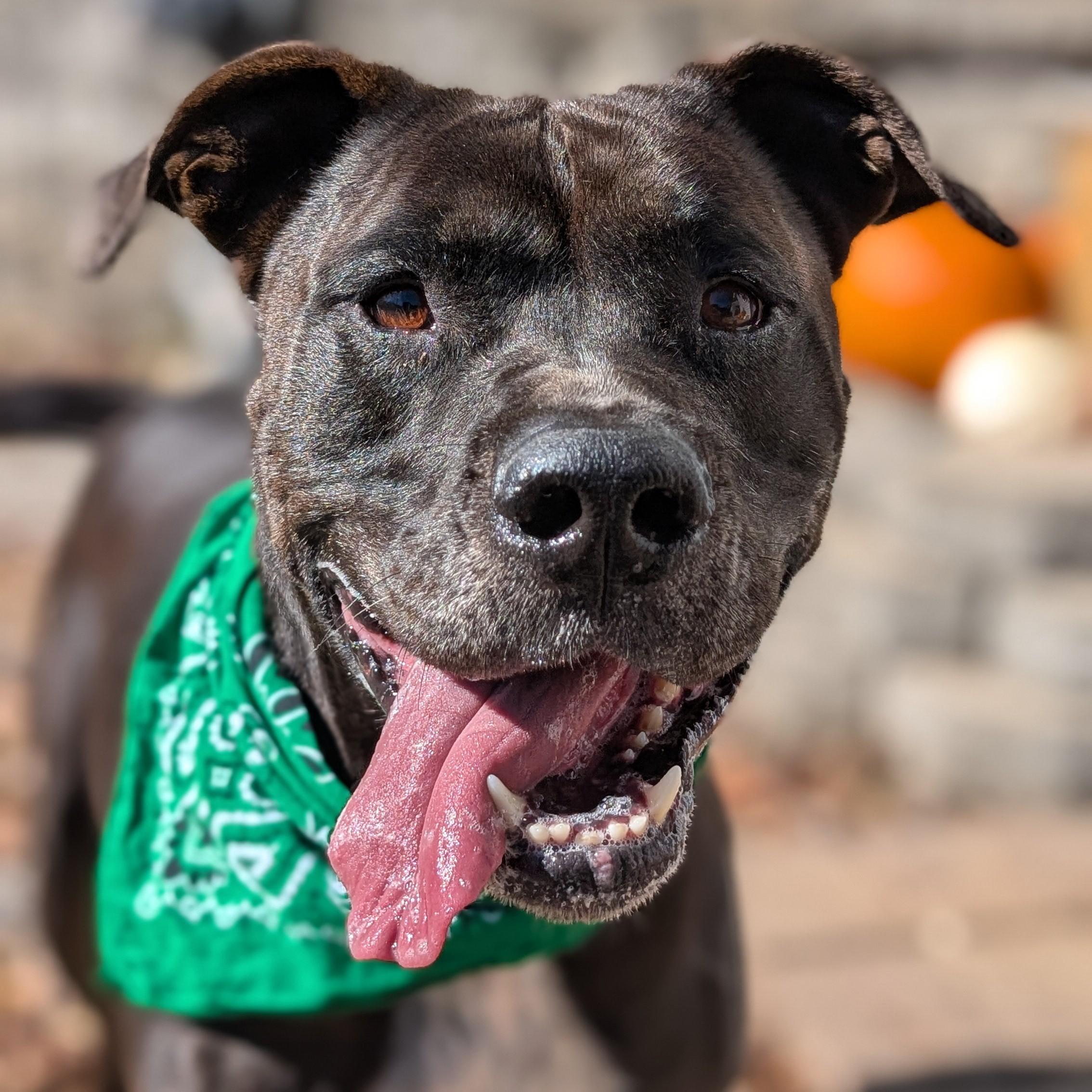 Hank, a Adoptable mixed breed in House Springs, MO image 3/5
