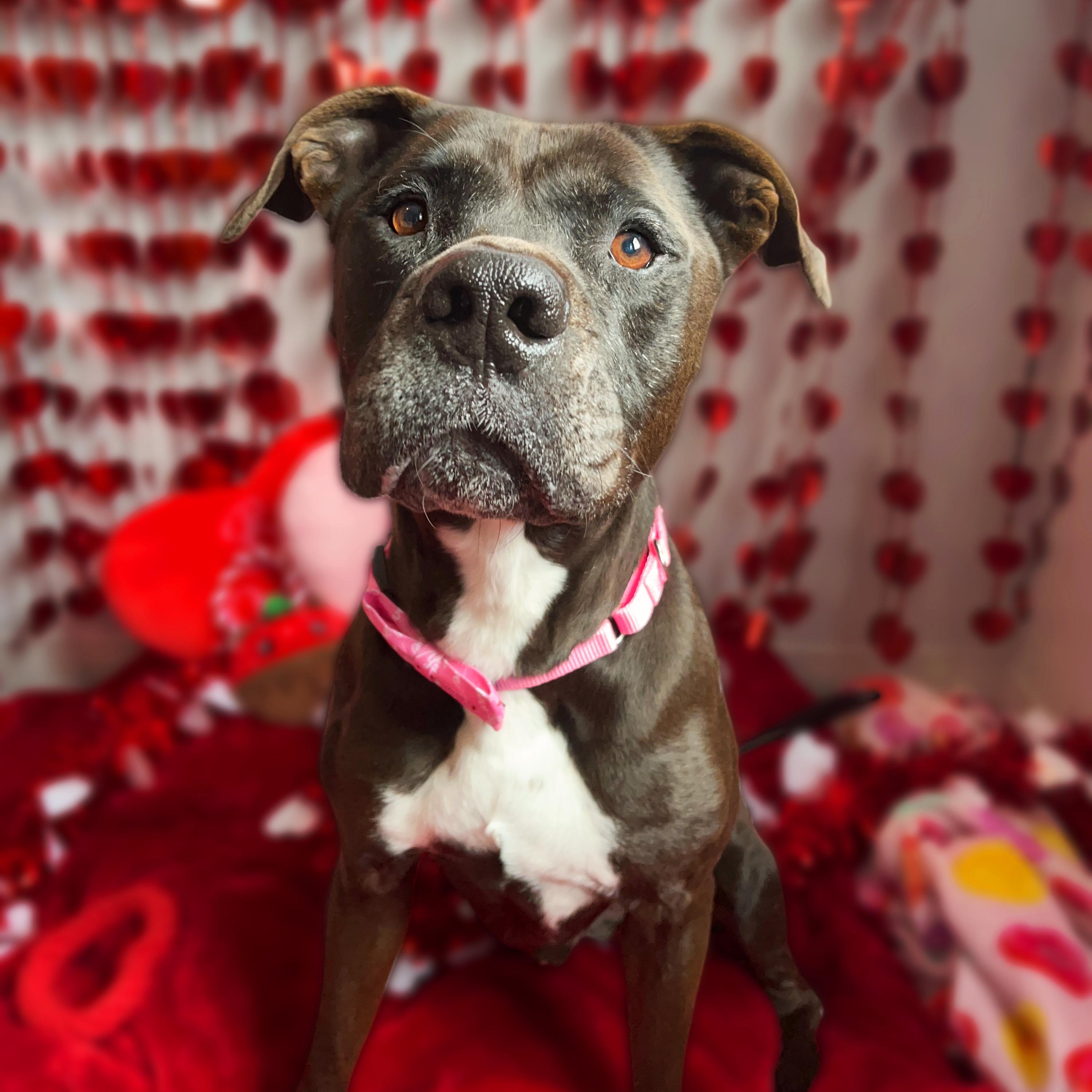 Hank, a Adoptable mixed breed in House Springs, MO image 5/5