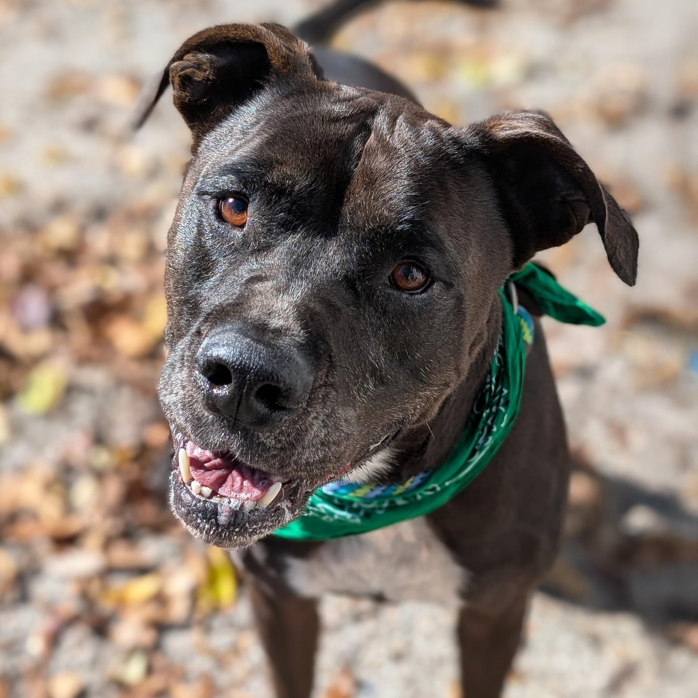Hank, a Adoptable mixed breed in House Springs, MO image 2/5