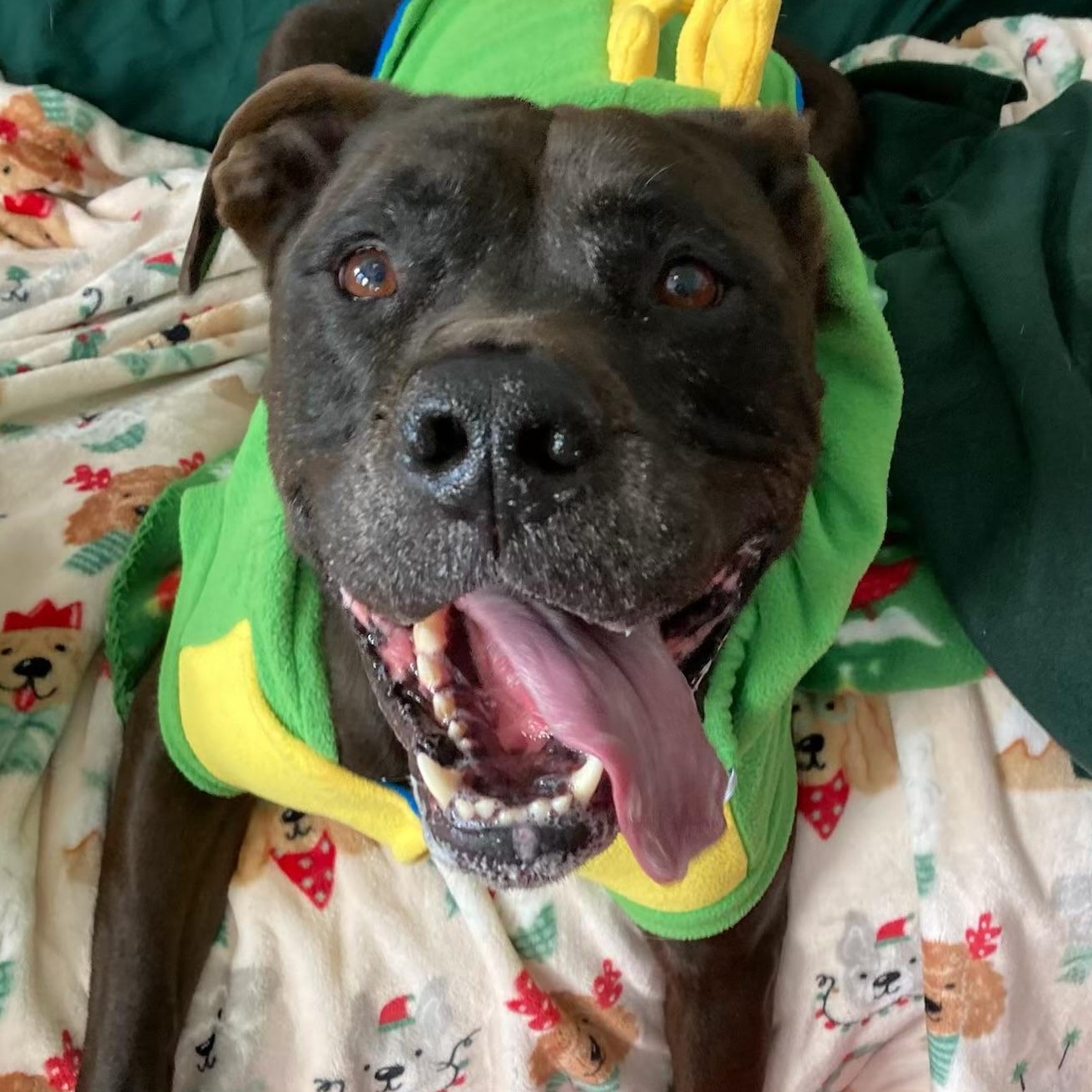Hank, a Adoptable mixed breed in House Springs, MO image 1/5
