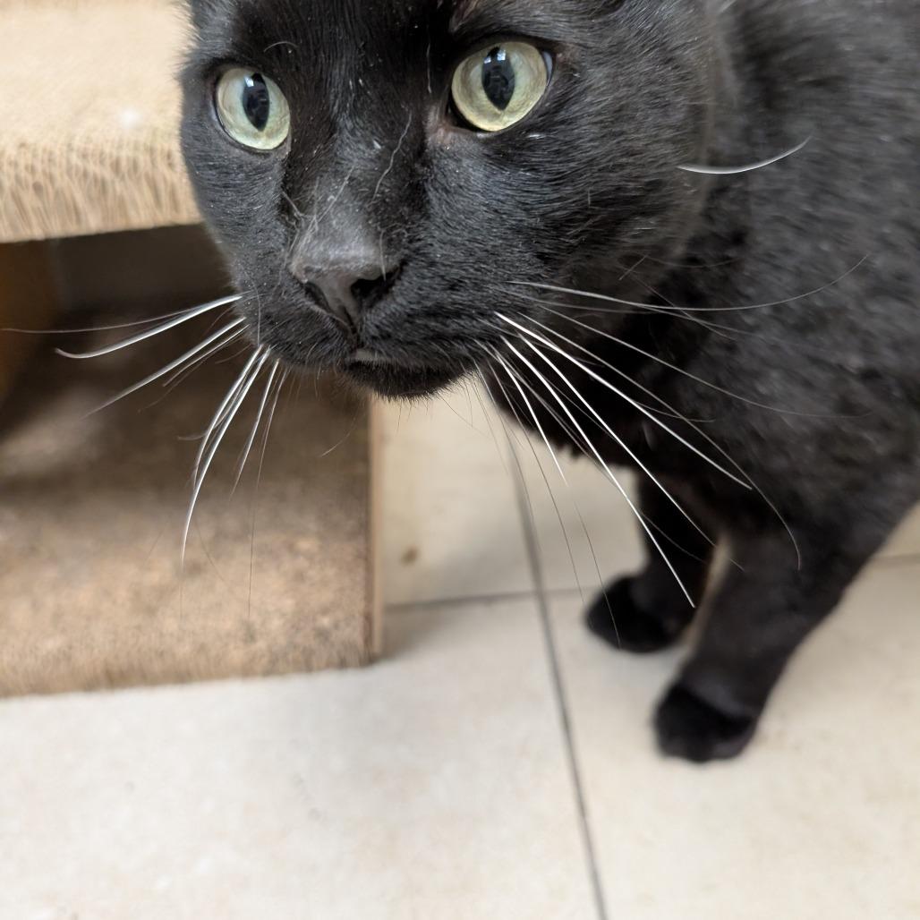 Louie, Adoptable, Senior Male Domestic Short Hair.