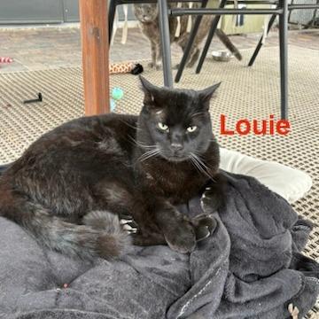 Enlarge Louie, a Adoptable Domestic Short Hair in Las Vegas, NV image 1/1