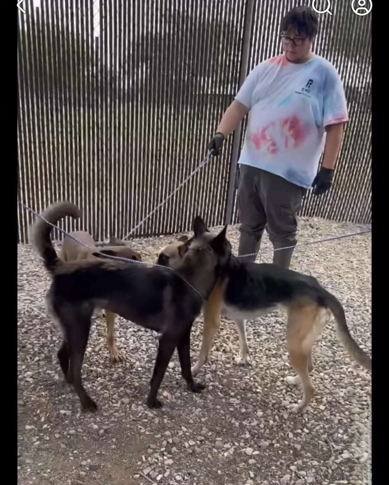 Enlarge Cora, a Adoptable Belgian Shepherd / Malinois in Trinidad, CO image 2/2