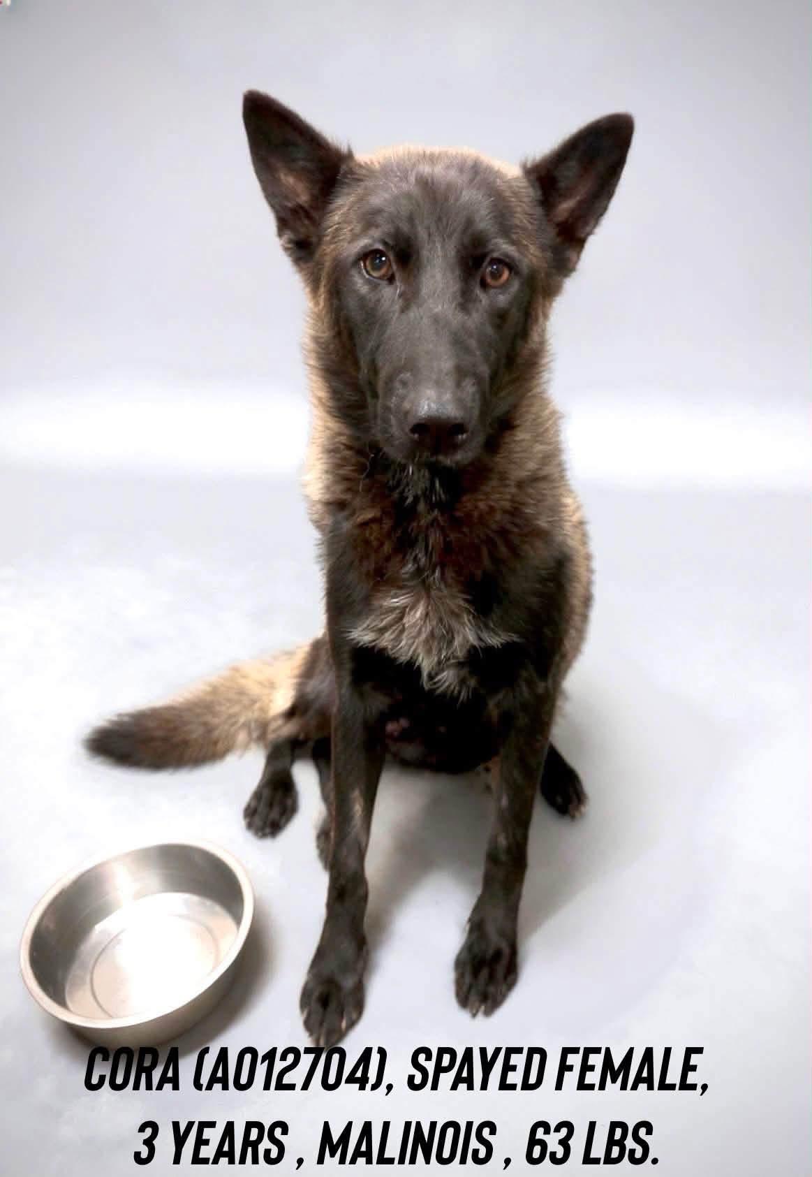Enlarge Cora, a Adoptable Belgian Shepherd / Malinois in Trinidad, CO image 1/2