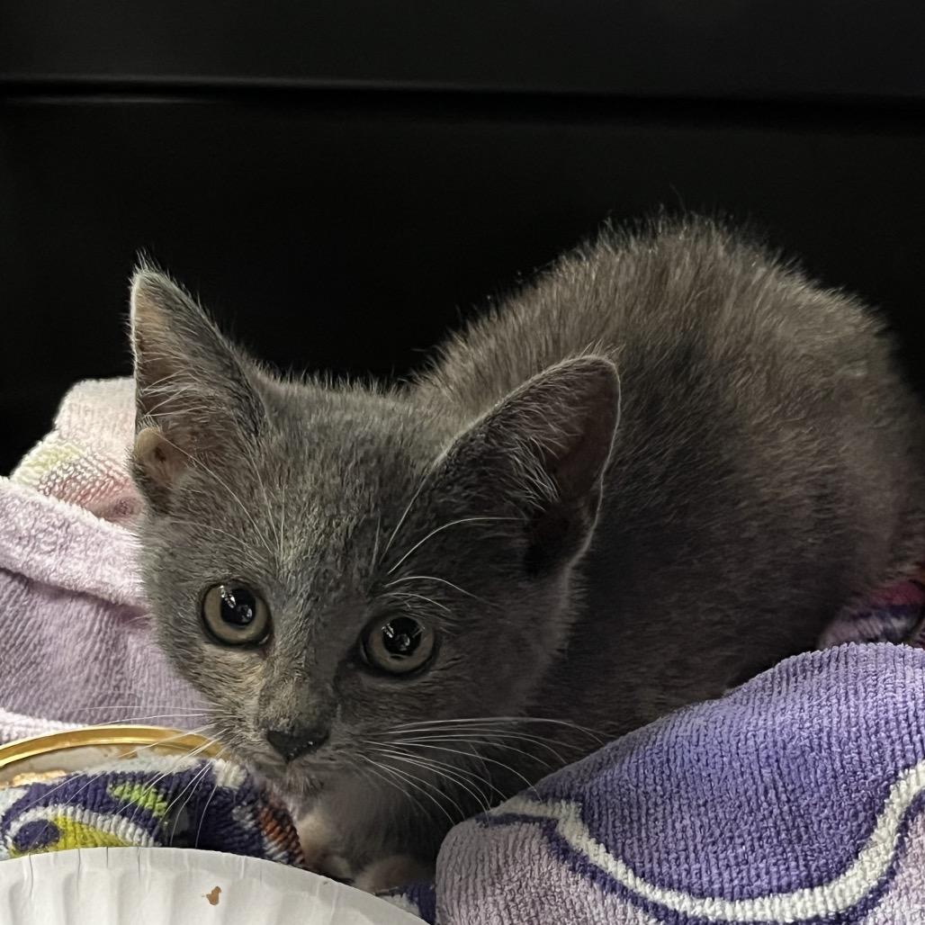 Enlarge Reya (In Foster), a Adoptable Domestic Short Hair in Vineland, NJ image 1/1