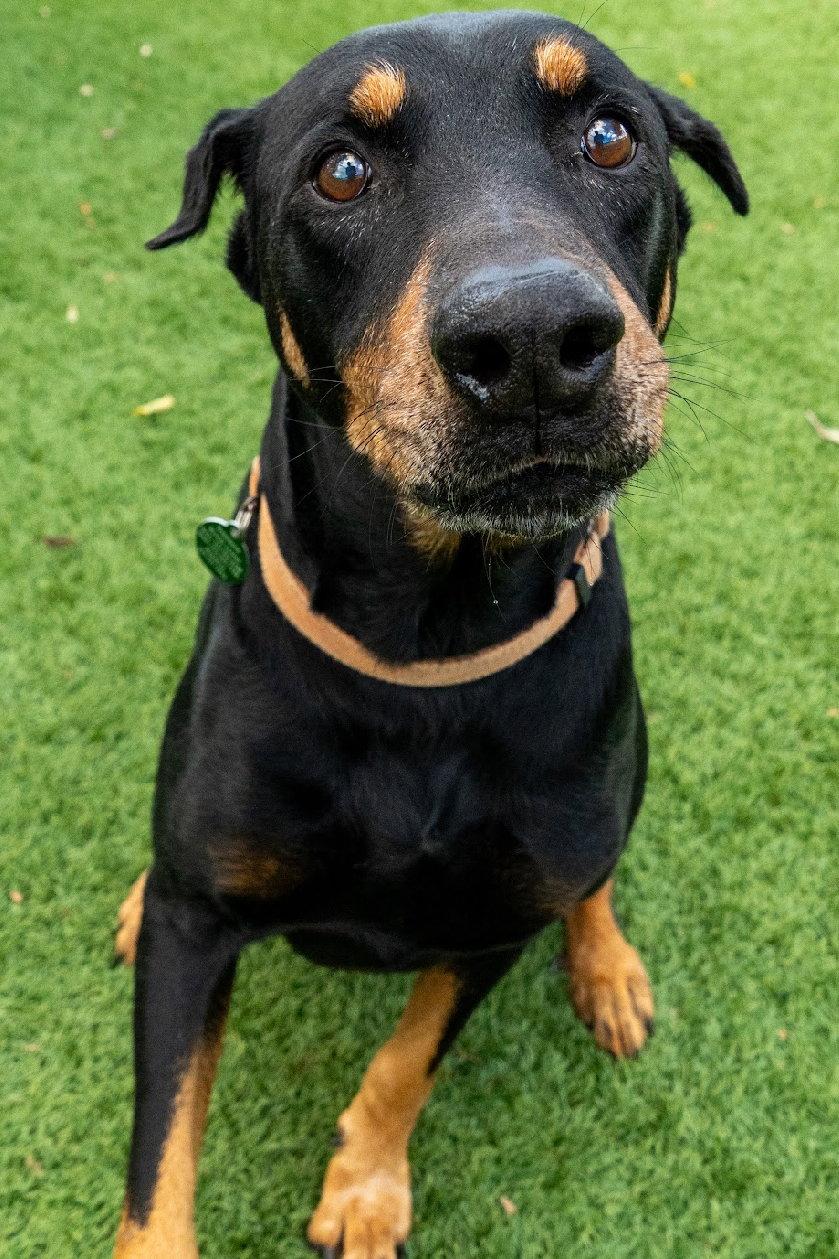 Joe 3499, Adoptable, Young Male Doberman Pinscher.