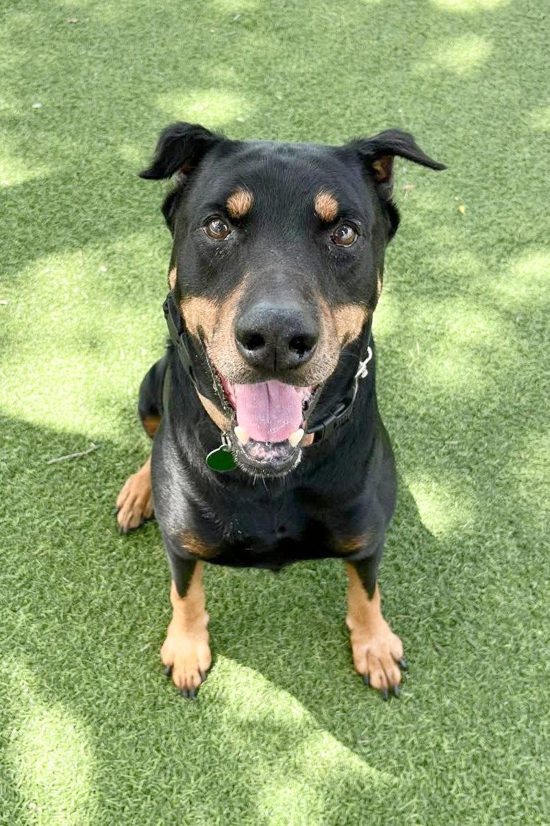 Enlarge Joe 3499, a Adoptable Doberman Pinscher in Oakland Park, FL image 2/3