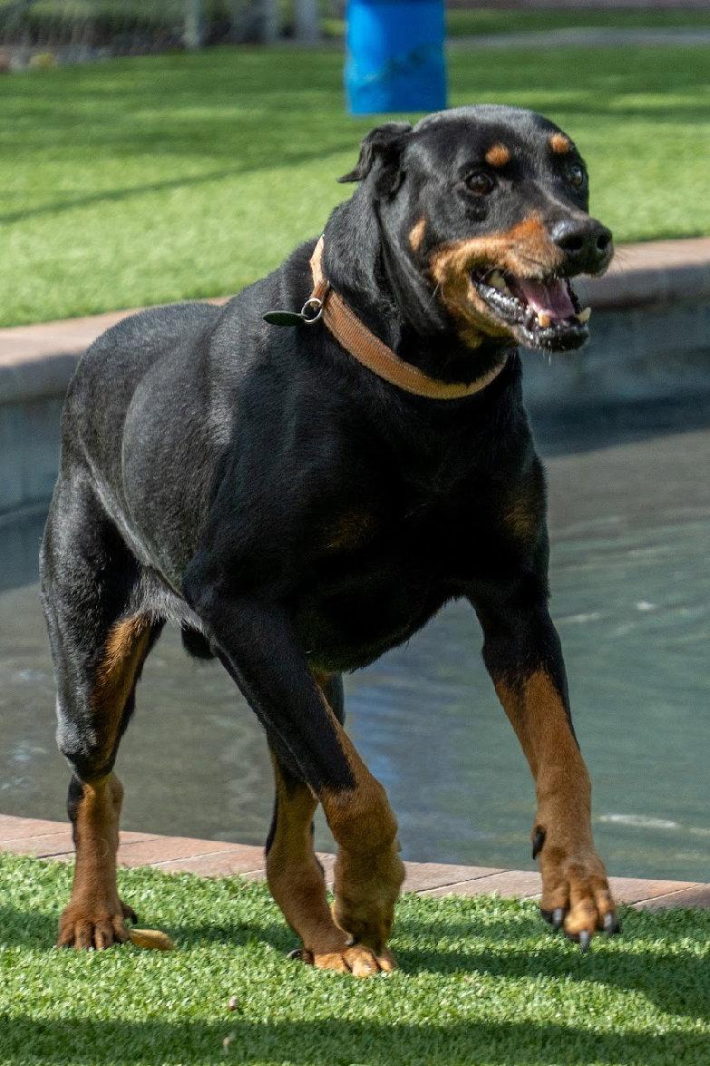 Enlarge Joe 3499, a Adoptable Doberman Pinscher in Oakland Park, FL image 3/3