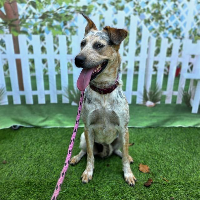 MISSY, Adoptable, Young Female Australian Cattle Dog / Blue Heeler.