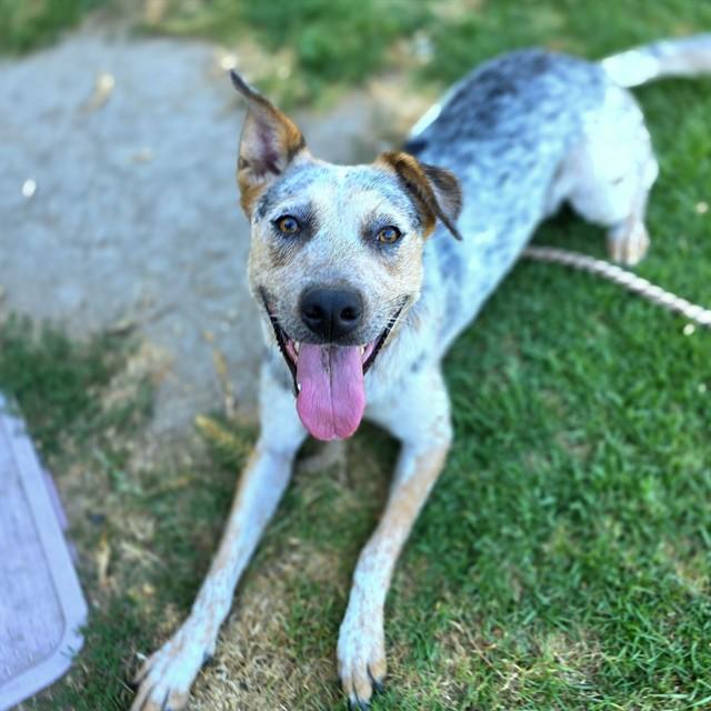 MISSY, Adoptable, Young Female Australian Cattle Dog / Blue Heeler.