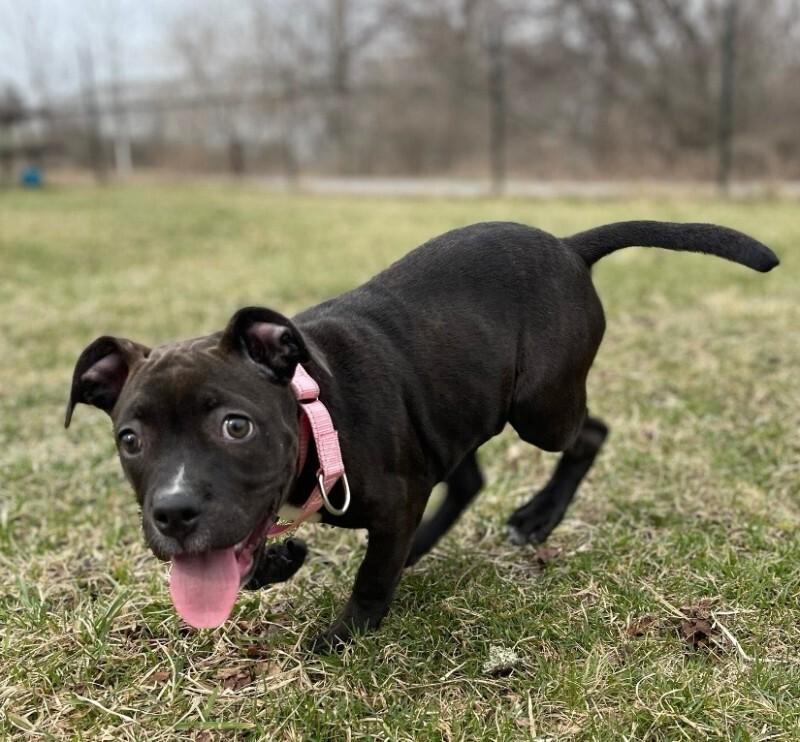 Priscilla, Adoptable, Puppy Female Pit Bull Terrier & Mixed Breed.