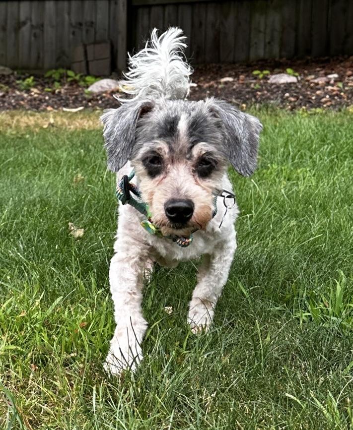 Bandit, ADOPTABLE, Senior Male Miniature Dachshund & Miniature Poodle.